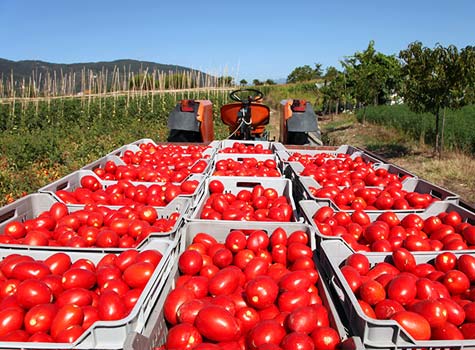 Agribusiness Agribusiness
